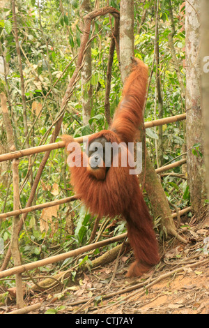 Orangutan (Pongo abelii), Sumatra, Indonesia Stock Photo