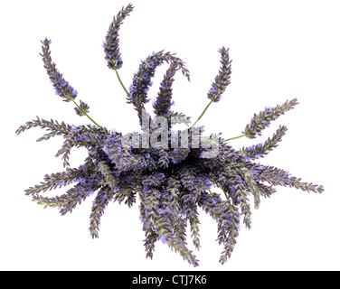 Bunch of lavender flowers and stems Stock Photo
