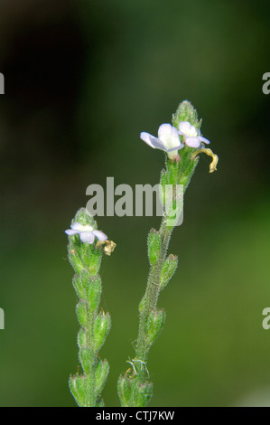 VERVAIN Verbena officinalis (Verbenaceae) Stock Photo