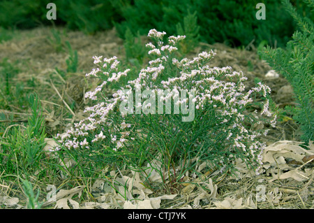 MATTED SEA-LAVENDER Limonium bellidifolium Stock Photo