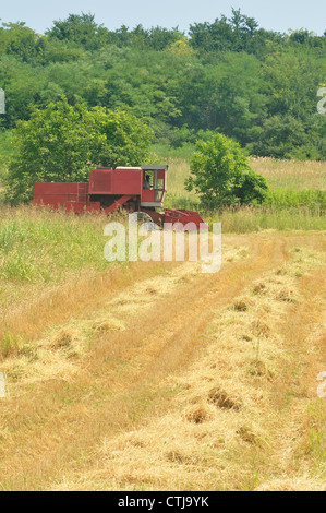 Red combine harvesting in the field of wheat Stock Photo