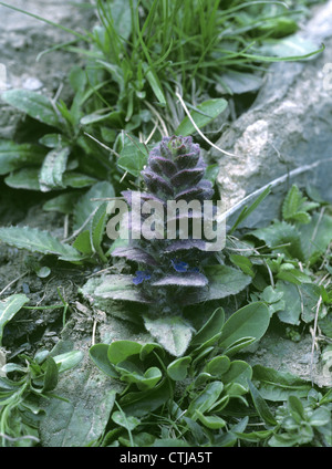 PYRAMIDAL BUGLE Ajuga pyramidalis (Lamiaceae) Stock Photo