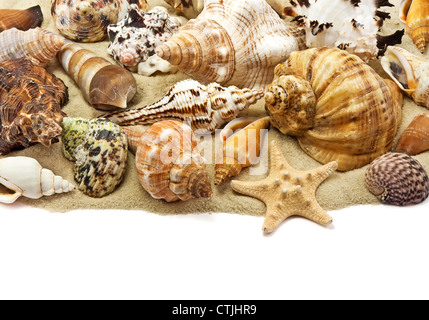 Sea shell on sand background Stock Photo