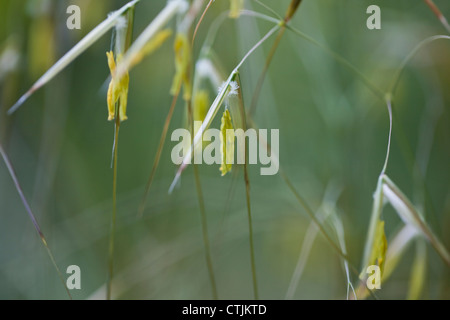 Stipa gigantea 'Gold Fontaene', June, UK Stock Photo