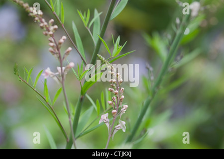 Linaria purpurea 'Canon Went' (Toadflax) with raindrops, June, UK. Stock Photo