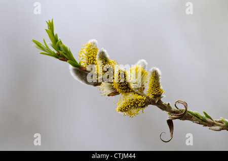 Catkins of the goat willow (Salix caprea) flowering at Blashford Lakes, Hampshire. March. Stock Photo