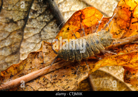 A waterlouse (Asellus aquaticus) clambering over dead leaves at Norsey Wood, Essex. March. Stock Photo