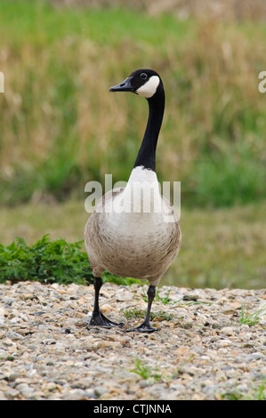 An adult Canada goose (Branta canadensis) walking across shingle at Crossness Nature Reserve, Bexley, Kent. March. Stock Photo