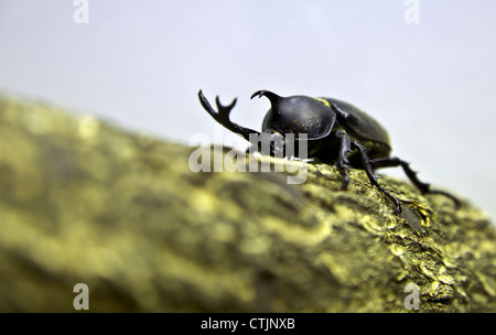 Japanese rhinoceros beetle Stock Photo