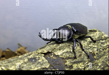 Japanese rhinoceros beetle Stock Photo