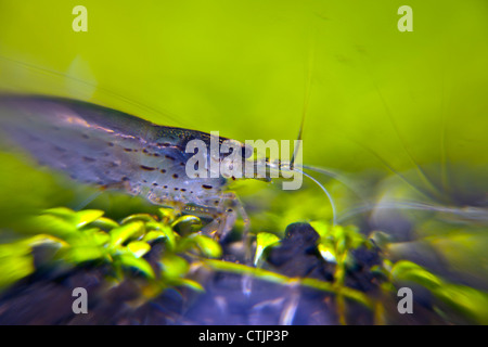 shrimp eating algae on glossostigma elatinoides Stock Photo