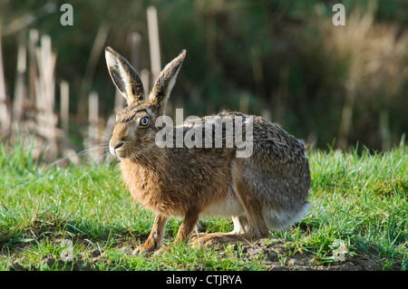 A brown hare (Lepus capensis) at Elmley Marshes National Nature Reserve, Isle of Sheppey, Kent. April. Stock Photo