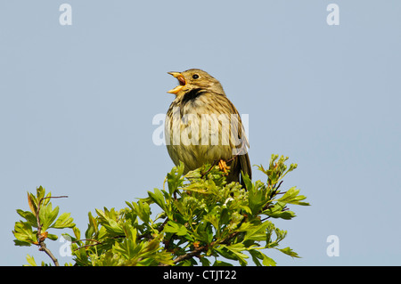 A corn bunting (Miliaria calandra) perched in a bush and singing at Elmley Marshes National Nature Reserve, Isle of Sheppey Stock Photo