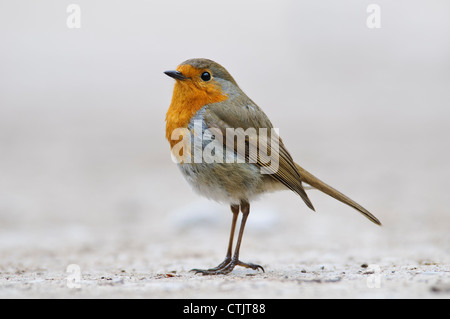 A robin (Erithacus rubecula) standing on the ground in the car park at RSPB Leighton Moss, Lancashire. April. Stock Photo