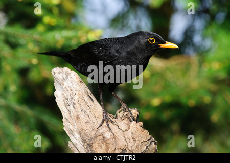An adult male blackbird (Turdus merula) perched on a dead branch at Hale, Cumbria. April.