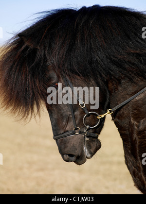 Portrait of Icelandic horse, Iceland Stock Photo