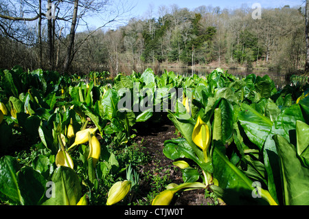 Western skunk cabbage (Lysichiton americanus) naturalised and growing on the banks of Witherslack Pool, Cumbria. April. Stock Photo