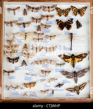 Framed insect collection, Iceland Stock Photo