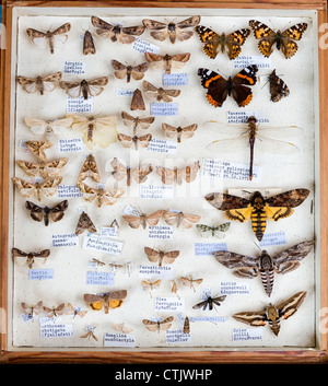 Collection of insects, moths, butterflies, beetles from around the ...