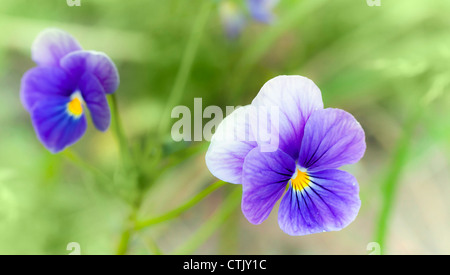 Viola tricolor. Pansy flowers closeup photo with shallow depth of field Stock Photo