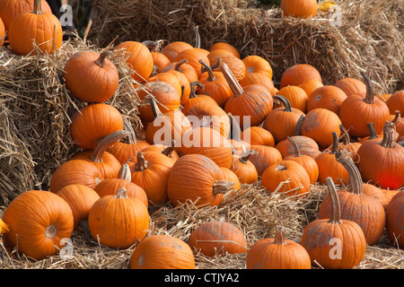 Pumpkins on display USA Stock Photo