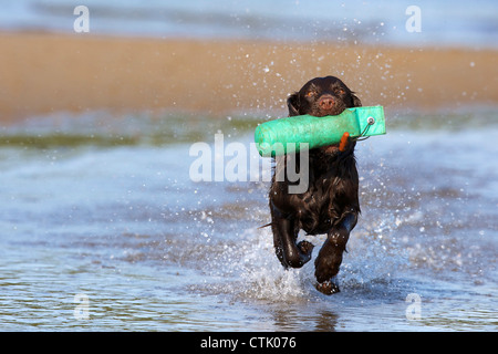 Cocker spaniel retrieving a dummy from water Stock Photo