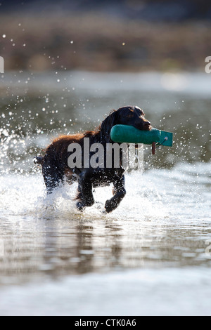 Cocker spaniel retrieving a dummy from water Stock Photo