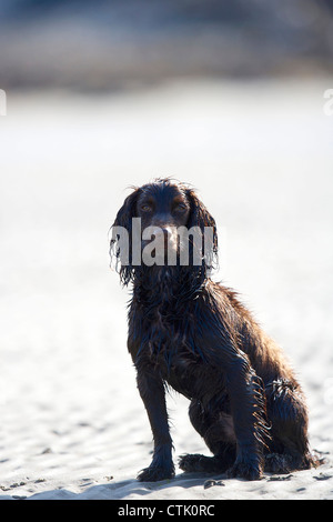 portrait of a cocker spaniel sitting on a beach Stock Photo