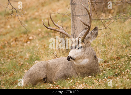 Mule Deer laying down in backyard of riparian habitat on Logger Stock ...