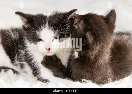 Two little kittens lying on a blanket Stock Photo
