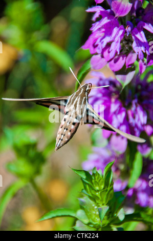Hummingbird hawk moth Stock Photo