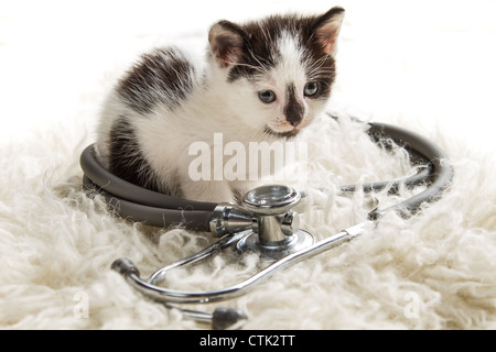 Doctor for small kittens Stock Photo