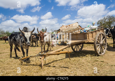 Zebus and carts in southern of Madagascar Stock Photo