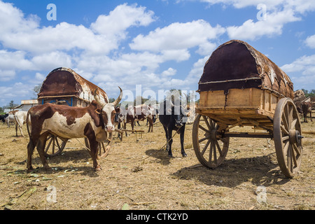 Zebus and carts in southern of Madagascar Stock Photo