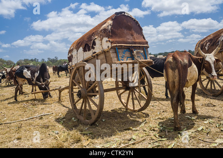 Zebus and carts in southern of Madagascar Stock Photo