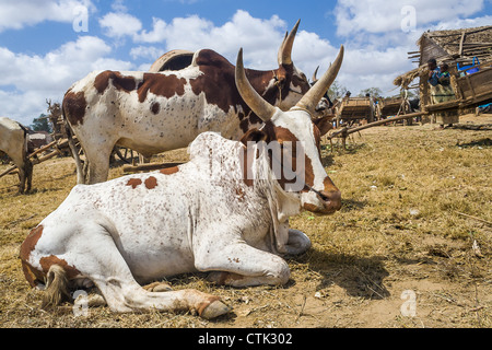 Zebus and carts in southern of Madagascar Stock Photo