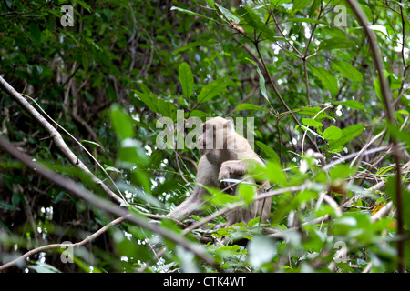 A goitrous long-tailed macaque in the Erawan national Park (Thailand). Macaque à longue queue souffrant d'un goitre (Thaïlande). Stock Photo