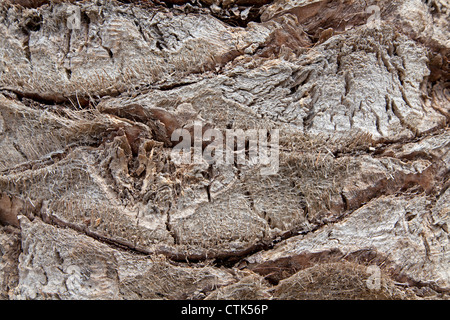 Tree bark of a palm, Italy Stock Photo