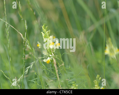 Common Toadflax, Yellow Toadflax, Butter-and-eggs / Linaria vulgaris / Echtes Leinkraut Stock Photo