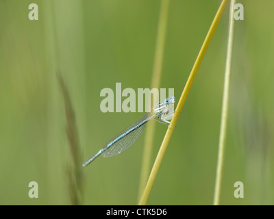 White-legged damselfly, blue featherleg male / Platycnemis pennipes / Blaue Federlibelle, Gemeine Federlibelle Männchen Stock Photo