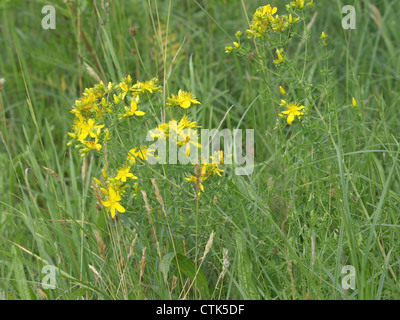 crantz, imperforate St. John´s wort / Hypericum maculatum / Geflecktes Johanniskraut Stock Photo