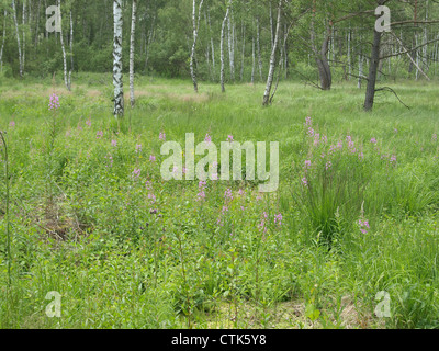 wood and meadow  in the Arrach high moor / Wald und Wiese im Arracher Hochmoor Stock Photo