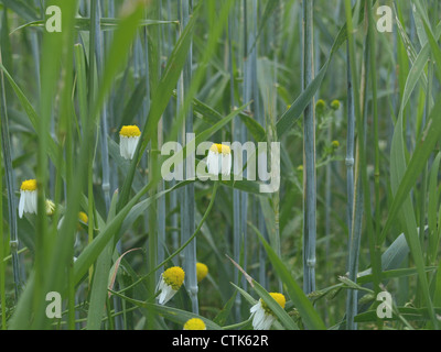 German chamomile in a rye field / Echte Kamille in einem Roggenfeld Stock Photo