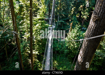 Cable supported suspended aerial tree canopy walkway UBC Botanical Garden Vancouver BC Stock Photo