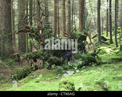 Wood landscape with uprooted tree and moss / Wald Landschaft mit Wurzelstock von entwurzeltem Baum und Moos Stock Photo