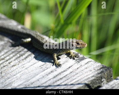 common lizard, viviparous lizard / Lacerta vivipara / Waldeidechse Stock Photo