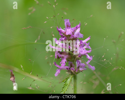 purple betony / Stachys officinalis / Heilziest Stock Photo