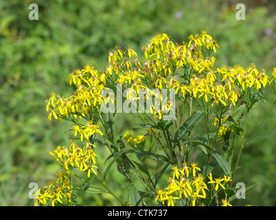 Wood ragwort / Senecio ovatus / Fuchsgreiskraut Stock Photo