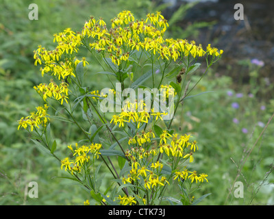 Wood ragwort / Senecio ovatus / Fuchsgreiskraut Stock Photo