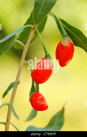 Goji berries. Lycium barbarum Stock Photo